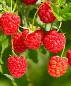Brighter Blooms Heritage Raspberry Bush