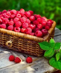 Brighter Blooms Heritage Raspberry Bush 7 Brighter Blooms Heritage Raspberry Bush