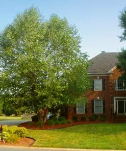 Brighter Blooms Heritage River Birch Tree Shade Trees