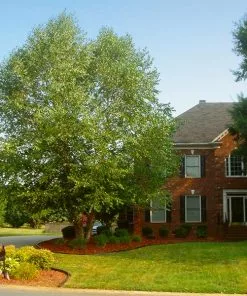 Brighter Blooms Heritage River Birch Tree Shade Trees
