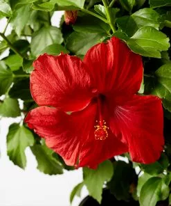 Brighter Blooms First To Arrive™ Hollywood® Hibiscus 6 Brighter Blooms First To Arrive™ Hollywood® Hibiscus