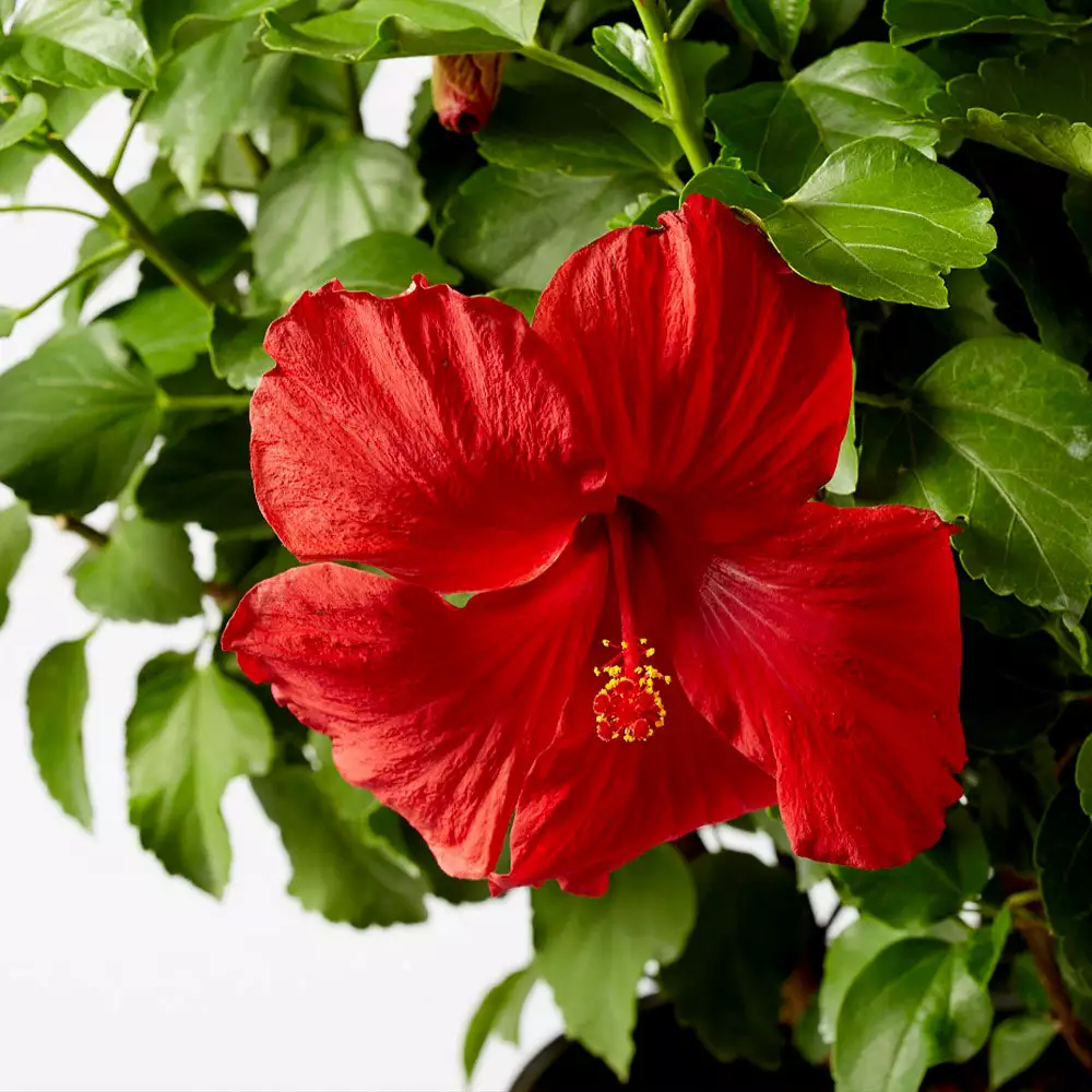 Brighter Blooms First To Arrive™ Hollywood® Hibiscus 3 Brighter Blooms First To Arrive™ Hollywood® Hibiscus