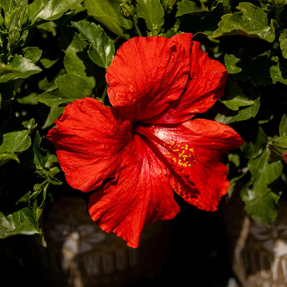 Brighter Blooms First To Arrive™ Hollywood® Hibiscus 2 Brighter Blooms First To Arrive™ Hollywood® Hibiscus