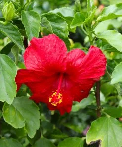 Brighter Blooms First To Arrive™ Hollywood® Hibiscus 7 Brighter Blooms First To Arrive™ Hollywood® Hibiscus