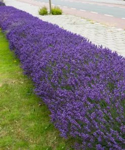 Brighter Blooms Hidcote Purple Lavender Shrub Lavender Plants