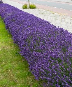 Brighter Blooms Hidcote Purple Lavender Shrub Lavender Plants