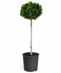 Brighter Blooms Cypress Trees Dwarf Hinoki Cypress Tree 11 Brighter Blooms Cypress Trees Dwarf Hinoki Cypress Tree