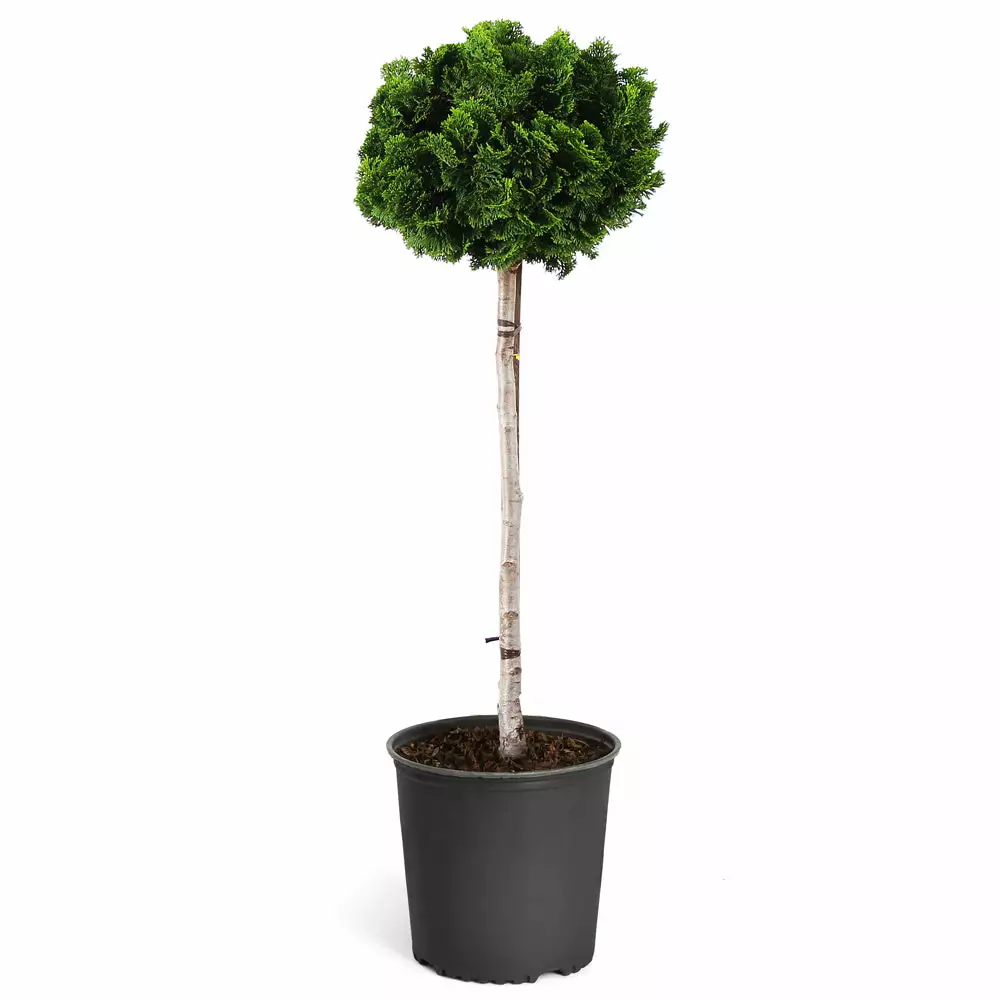 Brighter Blooms Cypress Trees Dwarf Hinoki Cypress Tree 6 Brighter Blooms Cypress Trees Dwarf Hinoki Cypress Tree