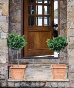 Brighter Blooms Cypress Trees Dwarf Hinoki Cypress Tree 10 Brighter Blooms Cypress Trees Dwarf Hinoki Cypress Tree