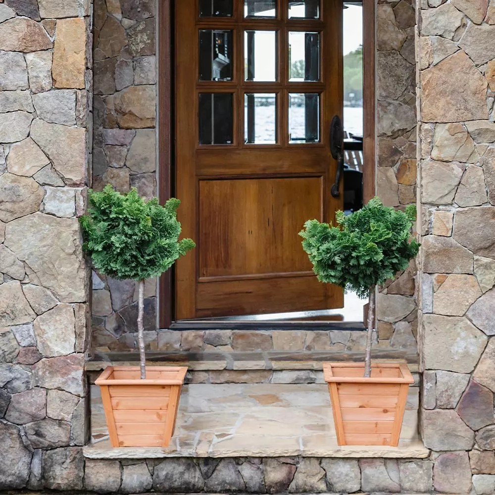 Brighter Blooms Cypress Trees Dwarf Hinoki Cypress Tree 5 Brighter Blooms Cypress Trees Dwarf Hinoki Cypress Tree