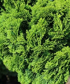 Brighter Blooms Cypress Trees Dwarf Hinoki Cypress Tree 8 Brighter Blooms Cypress Trees Dwarf Hinoki Cypress Tree