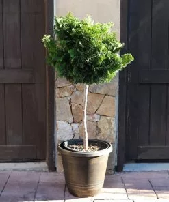 Brighter Blooms Cypress Trees Dwarf Hinoki Cypress Tree 9 Brighter Blooms Cypress Trees Dwarf Hinoki Cypress Tree