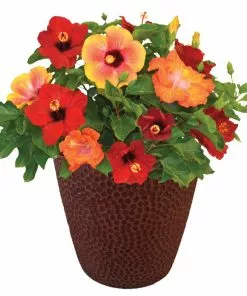 Brighter Blooms Bloom Bash® Hollywood® Hibiscus