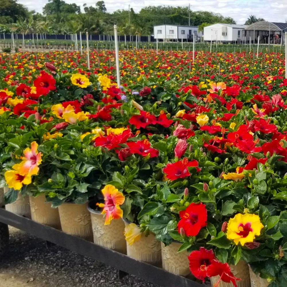 Brighter Blooms Bloom Bash® Hollywood® Hibiscus 4 Brighter Blooms Bloom Bash® Hollywood® Hibiscus