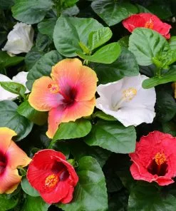Brighter Blooms Bloom Bash® Hollywood® Hibiscus
