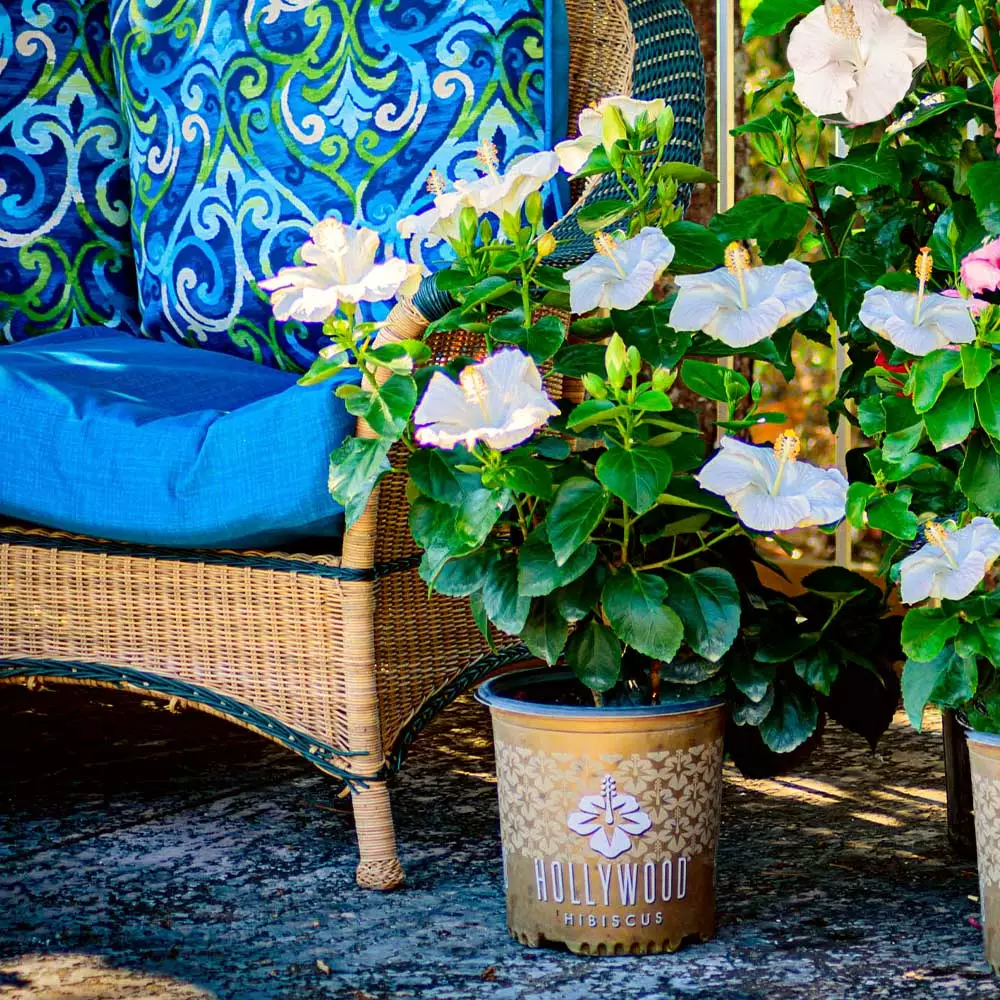 Brighter Blooms Earth Angel™ Hollywood® Hibiscus 3 Brighter Blooms Earth Angel™ Hollywood® Hibiscus