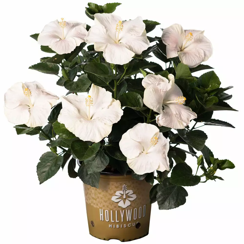 Brighter Blooms Earth Angel™ Hollywood® Hibiscus 4 Brighter Blooms Earth Angel™ Hollywood® Hibiscus