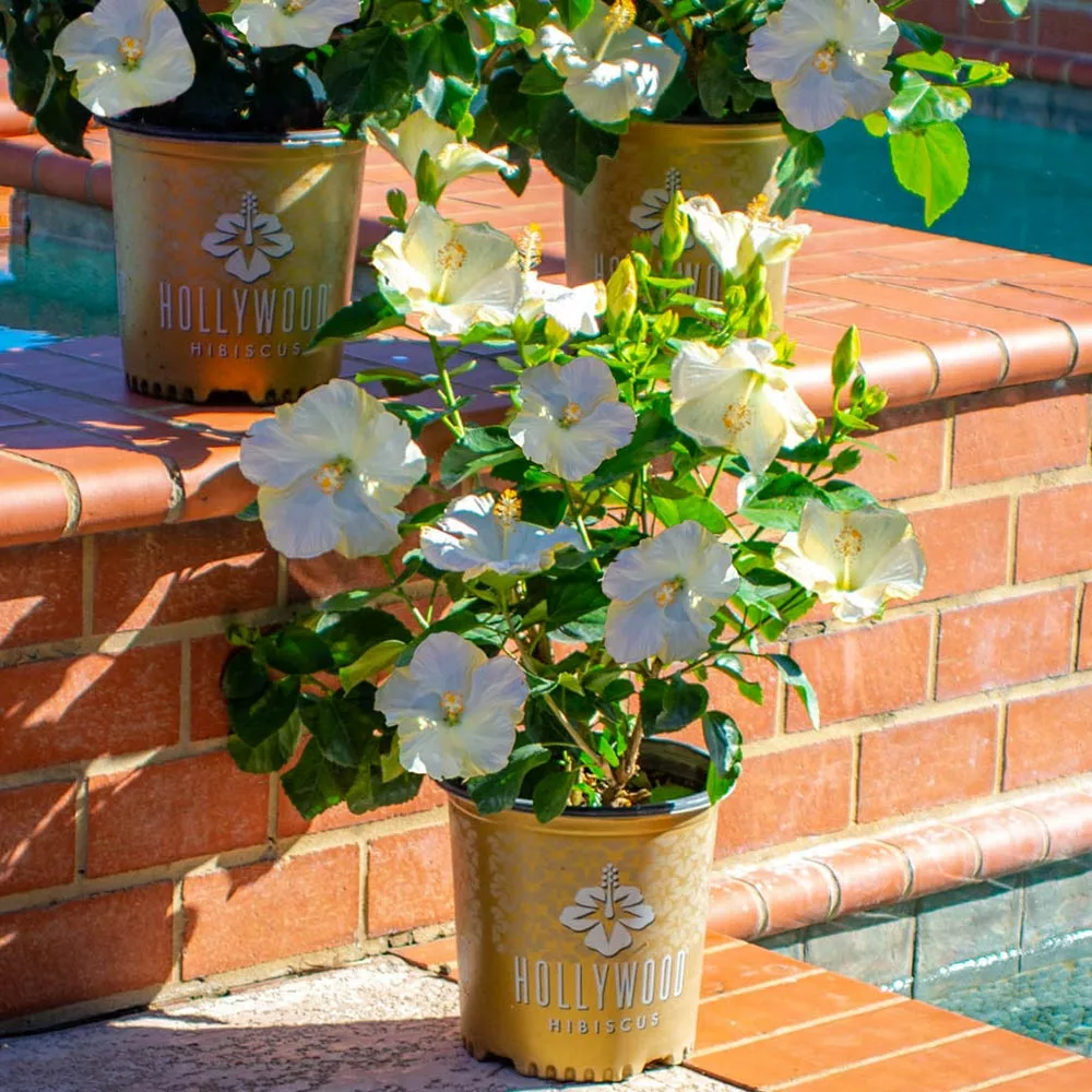 Brighter Blooms Earth Angel™ Hollywood® Hibiscus 2 Brighter Blooms Earth Angel™ Hollywood® Hibiscus