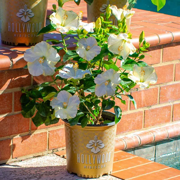 Brighter Blooms Earth Angel™ Hollywood® Hibiscus 1 Brighter Blooms Earth Angel™ Hollywood® Hibiscus