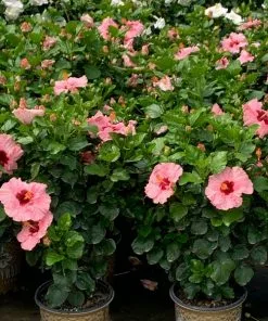 Brighter Blooms Pop Star™ Hollywood® Hibiscus