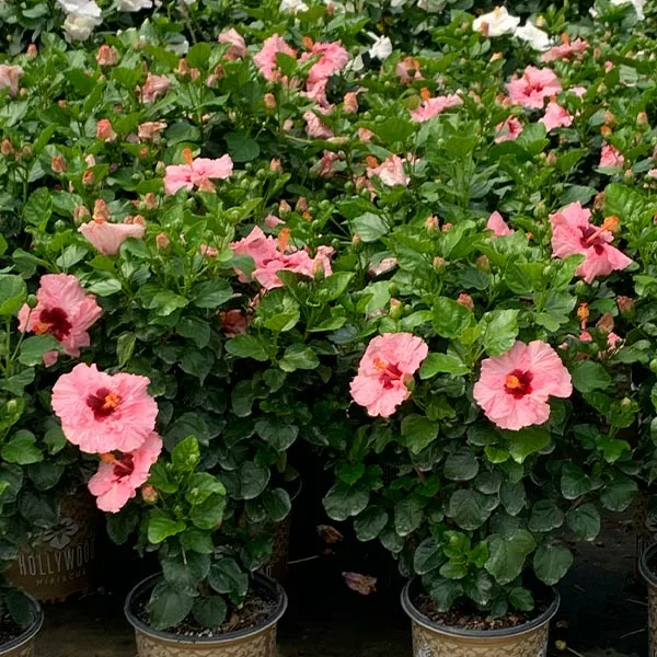Brighter Blooms Pop Star™ Hollywood® Hibiscus 1 Brighter Blooms Pop Star™ Hollywood® Hibiscus