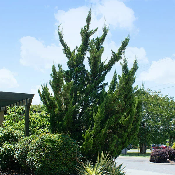 Brighter Blooms Evergreen & Privacy Hollywood Juniper Tree 1 Brighter Blooms Evergreen & Privacy Hollywood Juniper Tree