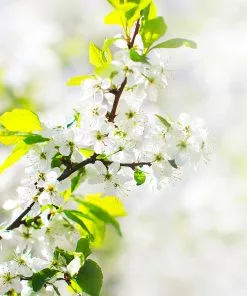 Brighter Blooms Honeygold Apple Tree 8 Brighter Blooms Honeygold Apple Tree