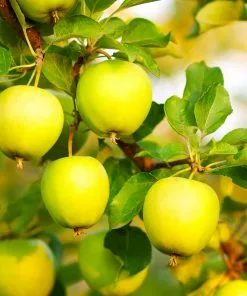 Brighter Blooms Honeygold Apple Tree 7 Brighter Blooms Honeygold Apple Tree
