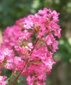 Brighter Blooms Flowering Trees Hopi Crape Myrtle Tree 8 Brighter Blooms Flowering Trees Hopi Crape Myrtle Tree