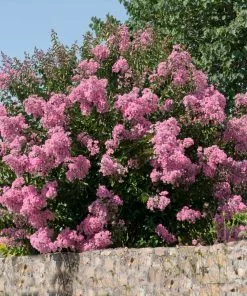 Brighter Blooms Flowering Trees Hopi Crape Myrtle Tree 9 Brighter Blooms Flowering Trees Hopi Crape Myrtle Tree