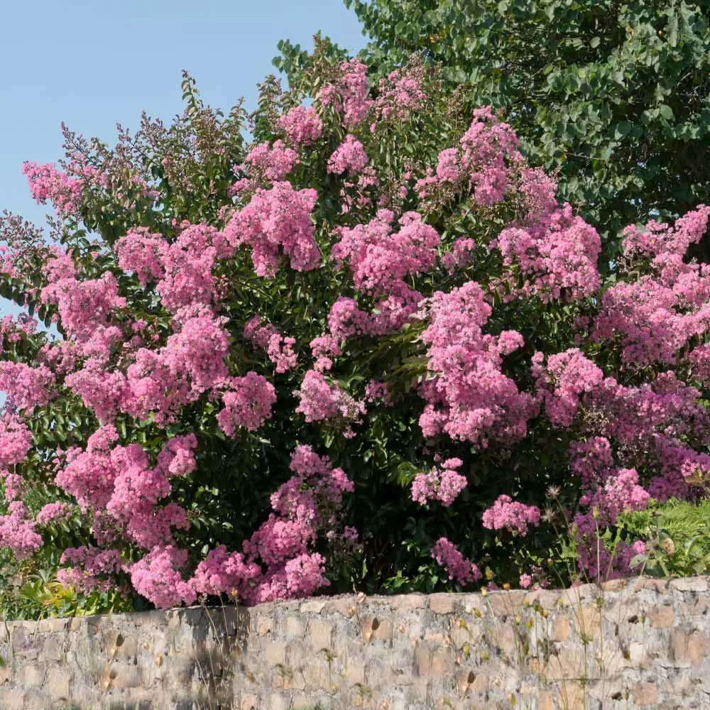 Brighter Blooms Flowering Trees Hopi Crape Myrtle Tree 4 Brighter Blooms Flowering Trees Hopi Crape Myrtle Tree