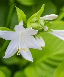 Brighter Blooms Guacamole Hosta Perennials 5 Brighter Blooms Guacamole Hosta Perennials