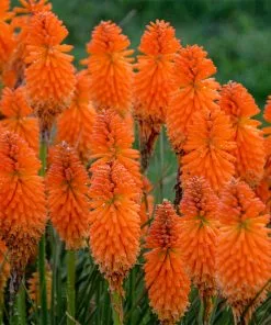 Brighter Blooms Pyromania® ‘Orange Blaze’ Red Hot Poker Plant SHOP ALL 6 Brighter Blooms Pyromania® ‘Orange Blaze’ Red Hot Poker Plant SHOP ALL