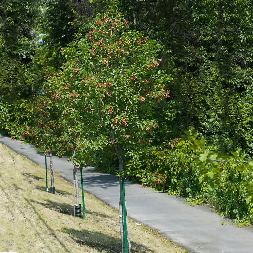 Brighter Blooms Hot Wings® Maple Tree 6 Brighter Blooms Hot Wings® Maple Tree