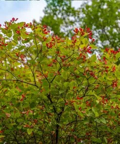 Brighter Blooms Hot Wings® Maple Tree 8 Brighter Blooms Hot Wings® Maple Tree