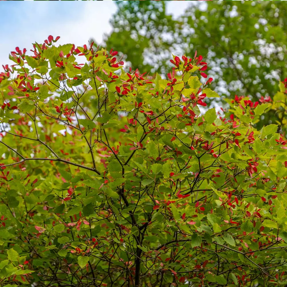 Brighter Blooms Hot Wings® Maple Tree 3 Brighter Blooms Hot Wings® Maple Tree