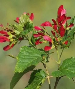 Brighter Blooms Hot Wings® Maple Tree