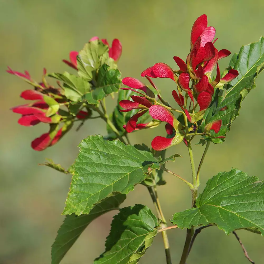 Brighter Blooms Hot Wings® Maple Tree 2 Brighter Blooms Hot Wings® Maple Tree