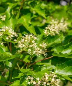 Brighter Blooms Hot Wings® Maple Tree 10 Brighter Blooms Hot Wings® Maple Tree