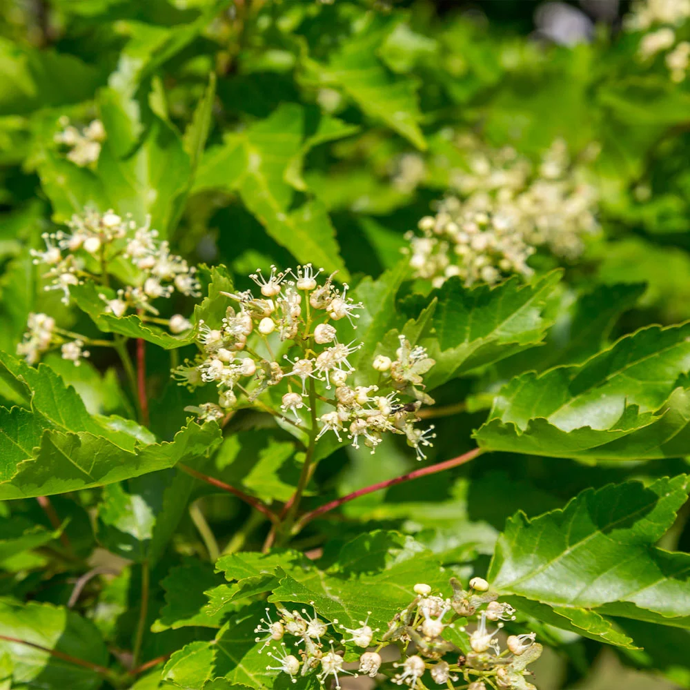Brighter Blooms Hot Wings® Maple Tree 5 Brighter Blooms Hot Wings® Maple Tree