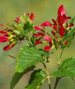 Brighter Blooms Hot Wings® Maple Tree
