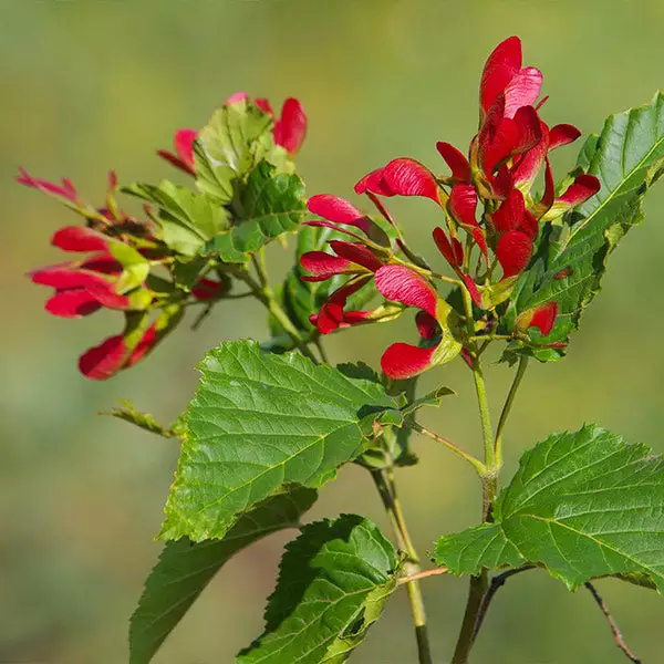 Brighter Blooms Hot Wings® Maple Tree 1 Brighter Blooms Hot Wings® Maple Tree