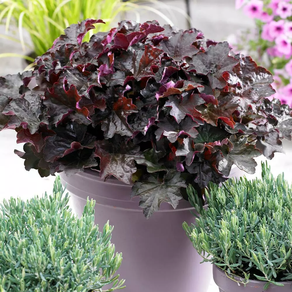 Brighter Blooms Palace Purple Heuchera Perennials 3 Brighter Blooms Palace Purple Heuchera Perennials