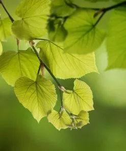 Brighter Blooms Hybrid Poplar Tree Shade Trees 8 Brighter Blooms Hybrid Poplar Tree Shade Trees