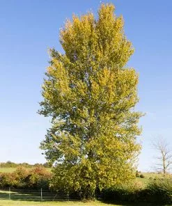 Brighter Blooms Hybrid Poplar Tree Shade Trees