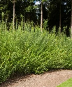 Brighter Blooms Arborvitae Trees Willow Hybrid Tree 5 Brighter Blooms Arborvitae Trees Willow Hybrid Tree