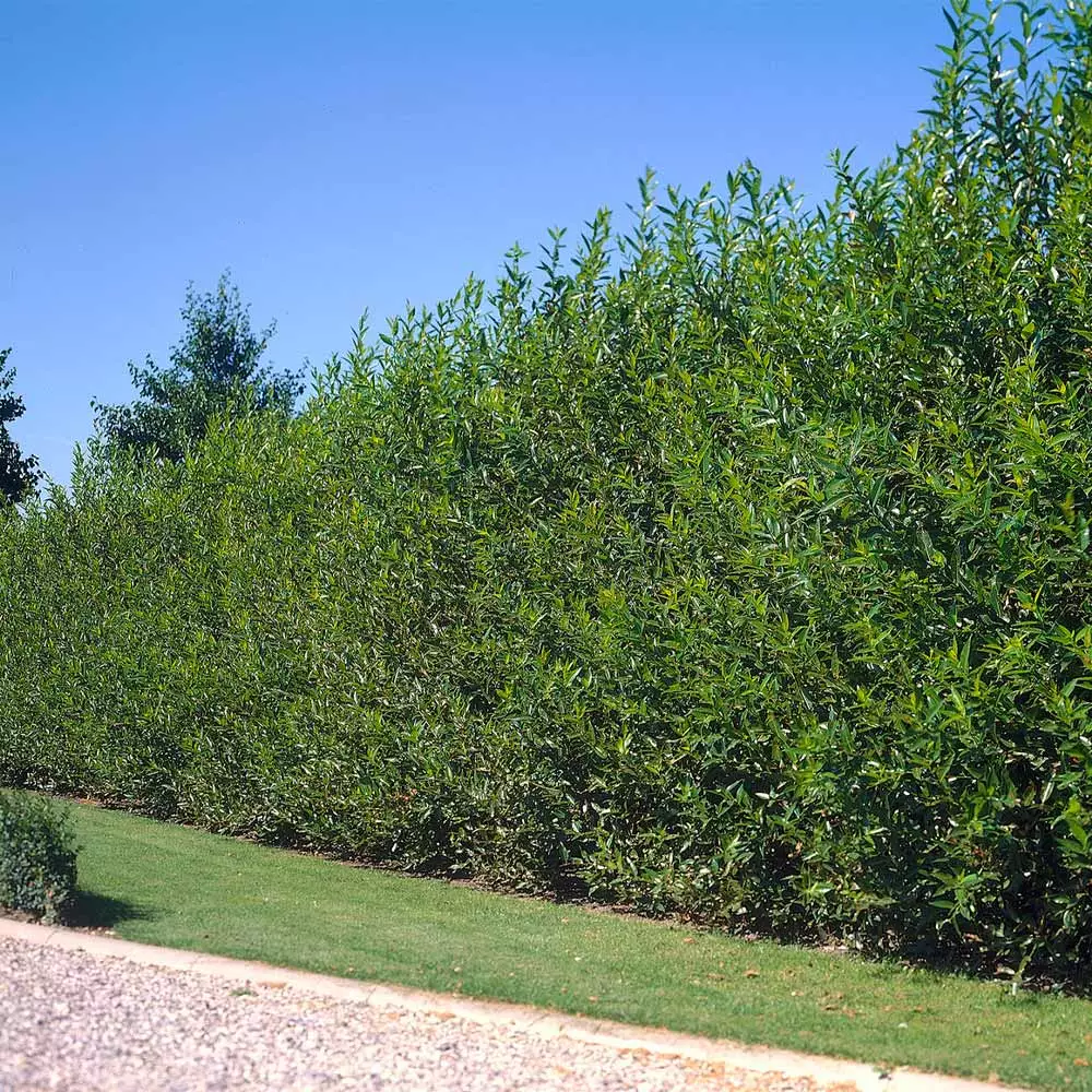 Brighter Blooms Arborvitae Trees Willow Hybrid Tree 2 Brighter Blooms Arborvitae Trees Willow Hybrid Tree