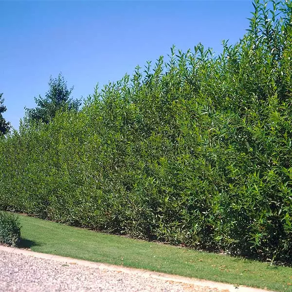 Brighter Blooms Arborvitae Trees Willow Hybrid Tree 1 Brighter Blooms Arborvitae Trees Willow Hybrid Tree