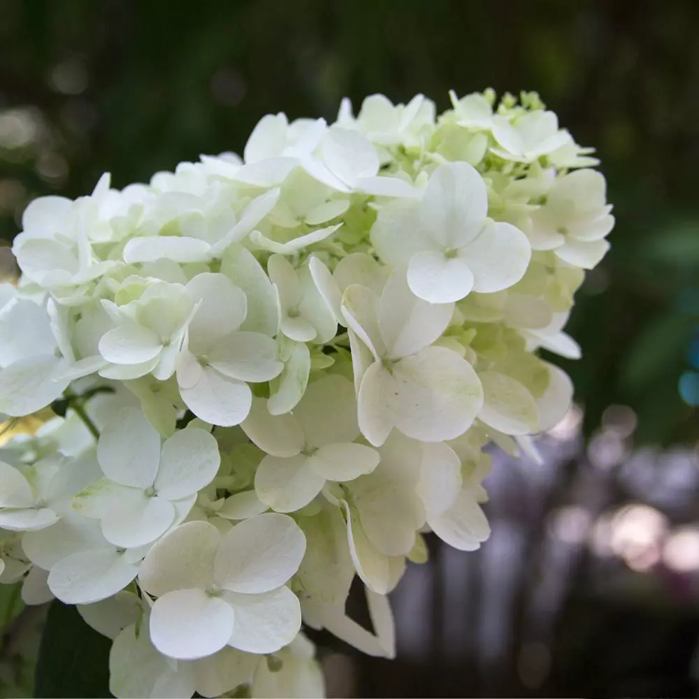 Brighter Blooms Fire Light® Hydrangea Shrub 4 Brighter Blooms Fire Light® Hydrangea Shrub