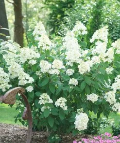 NO WARRANTY Fire Light® Hydrangea Shrub Shrubs & Hedges 7 NO WARRANTY Fire Light® Hydrangea Shrub Shrubs & Hedges